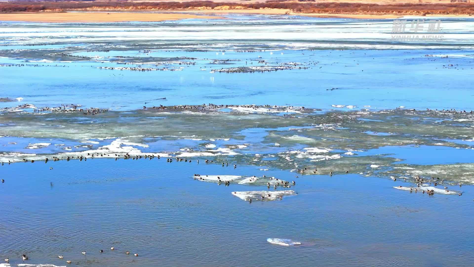 春江水暖“鹅”先知