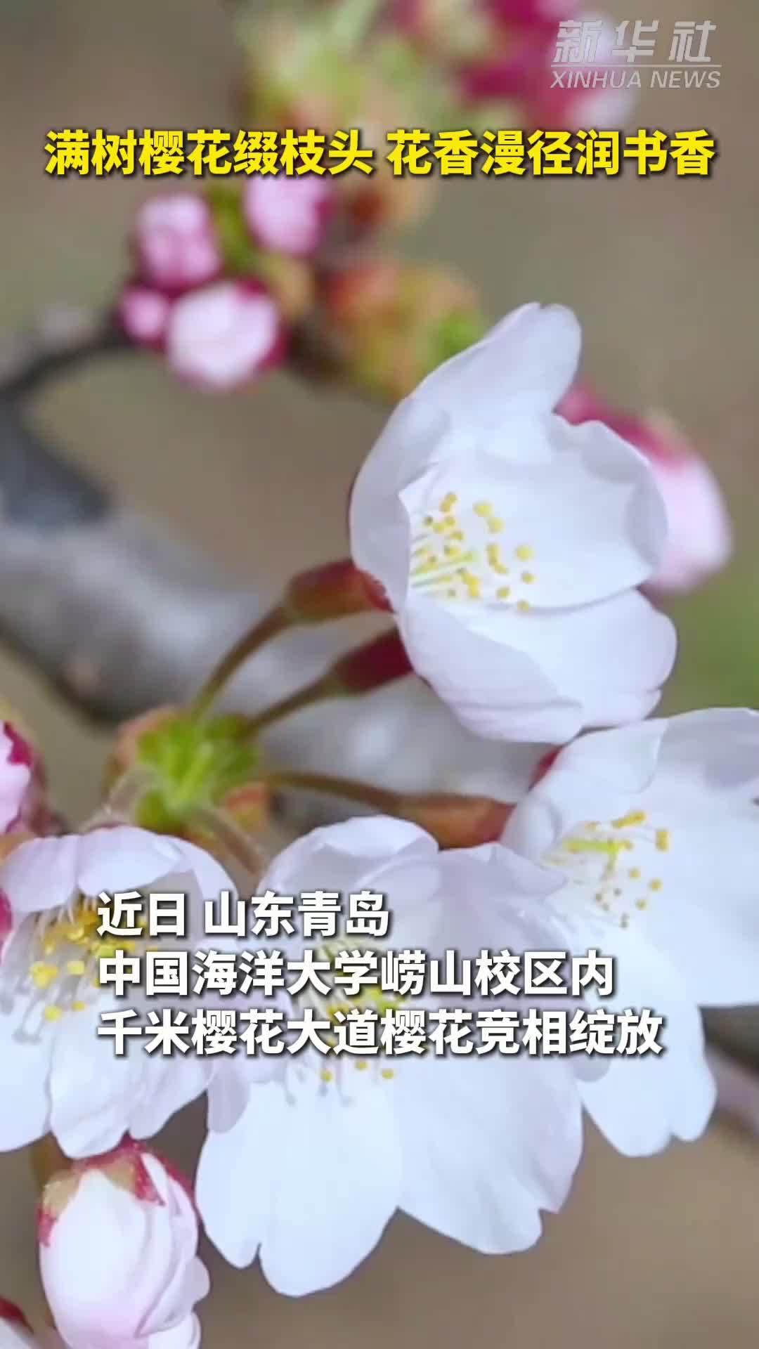 秀我中国｜满树樱花缀枝头 花香漫径润书香