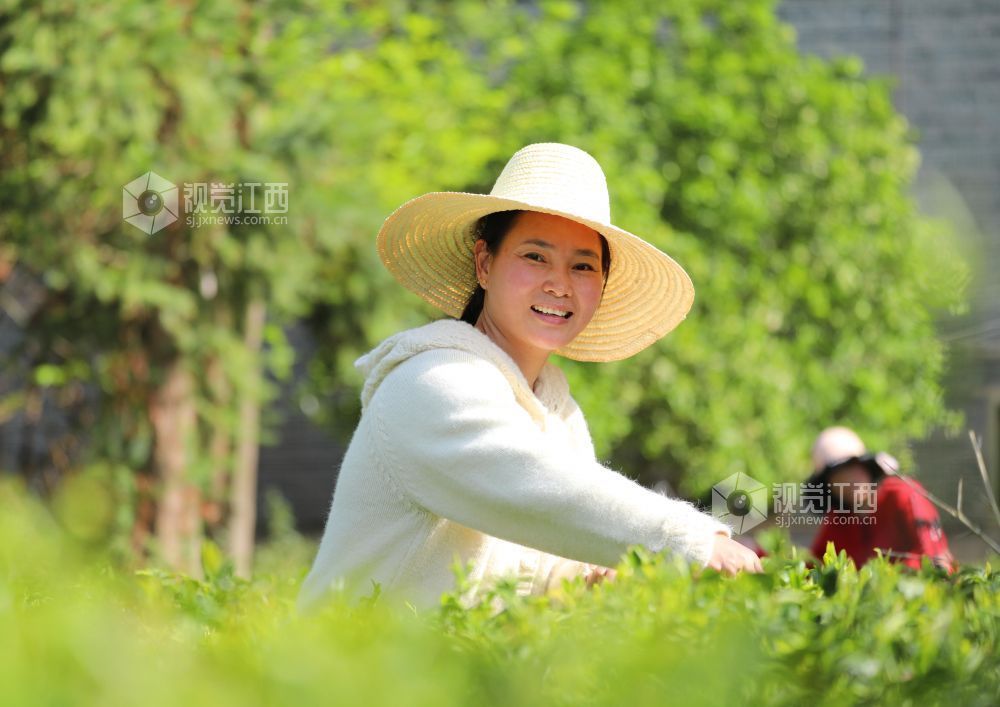 2026年4月4日，江西省吉安市泰和县蜀口生态岛景区茶园，游客正在体验采摘春茶，乐享假期。