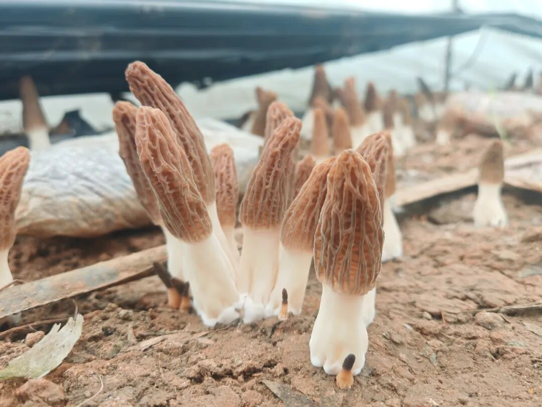 点绿成金,徐州睢宁“林下经济”为何能蓬勃发展?