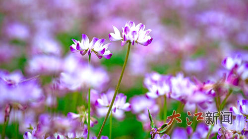 紫云英。 大江网视觉江西李小明摄