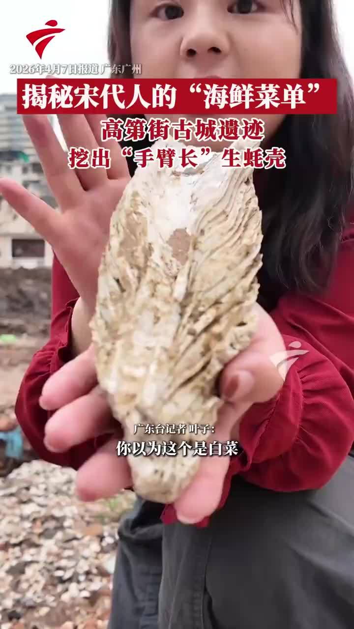 广州宋代遗迹挖出手臂长生蚝壳