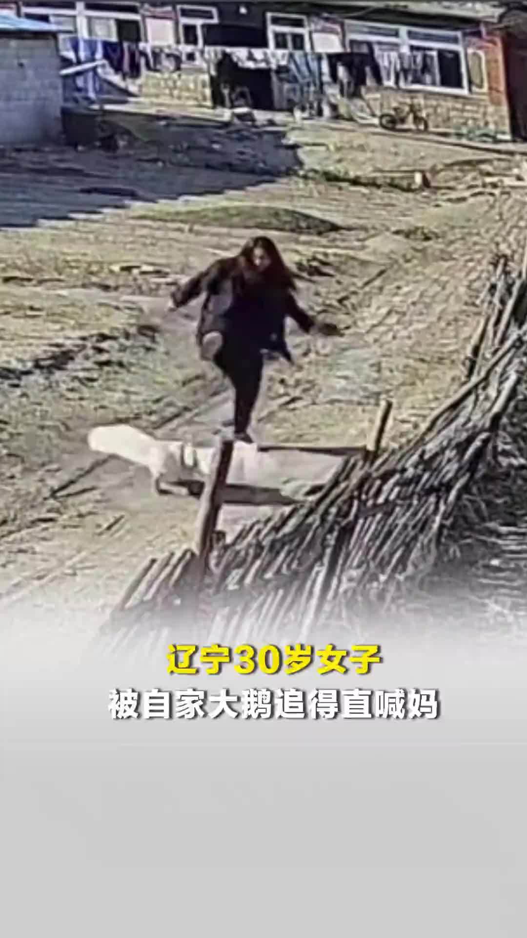 辽宁30岁女子被自家大鹅追得直喊妈：童年阴影，从小被大鹅拧得浑身淤青