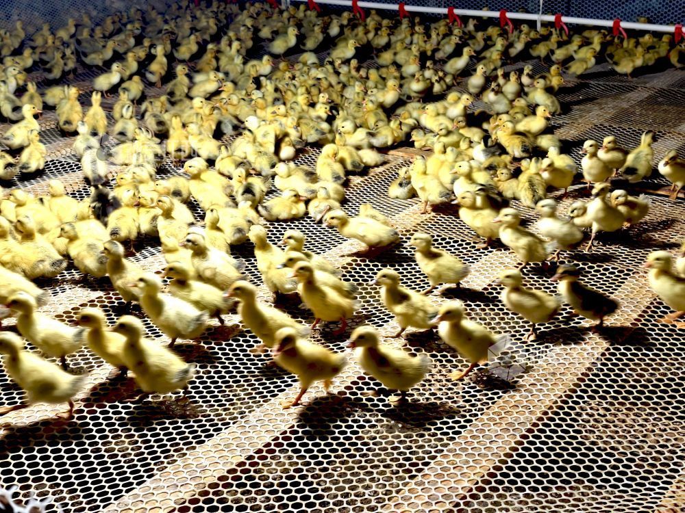 江西分宜：林下养鸭铺就生态致富路（图）