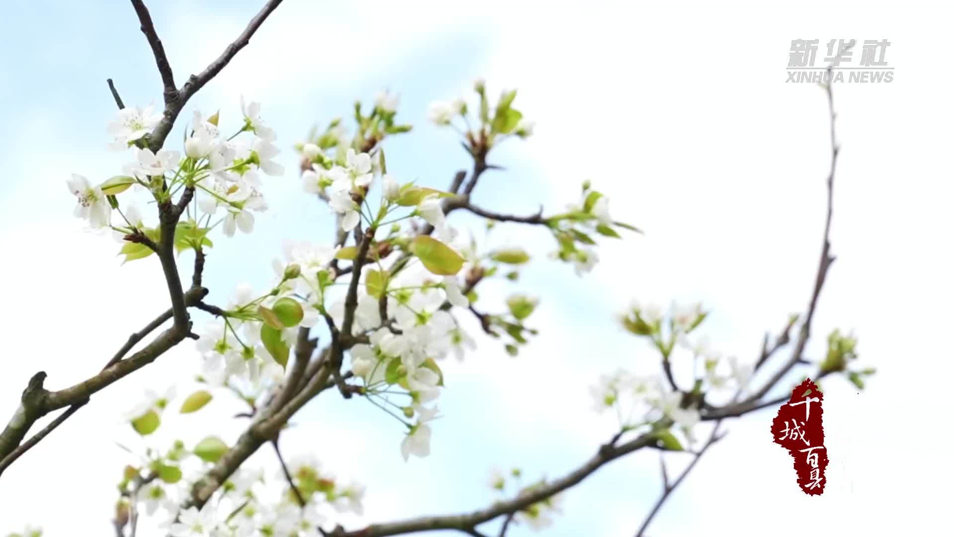 千城百县看中国·赏花季丨福建周宁：芳菲满园花似雪