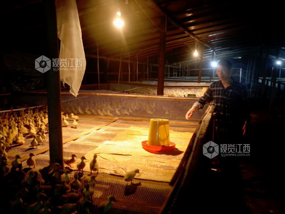 江西分宜：林下养鸭铺就生态致富路（图）