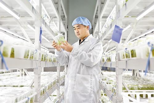 近日,在张北聚汇农业科技有限公司的组培车间里,工作人员正在观察马铃薯脱毒苗生长情况。本报记者 郭晓通摄