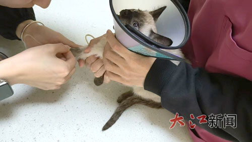 汤女士的小猫正在接受治疗。