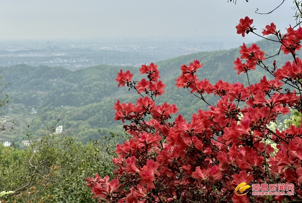 南昌：万株映山红 盛放迎客来（图）