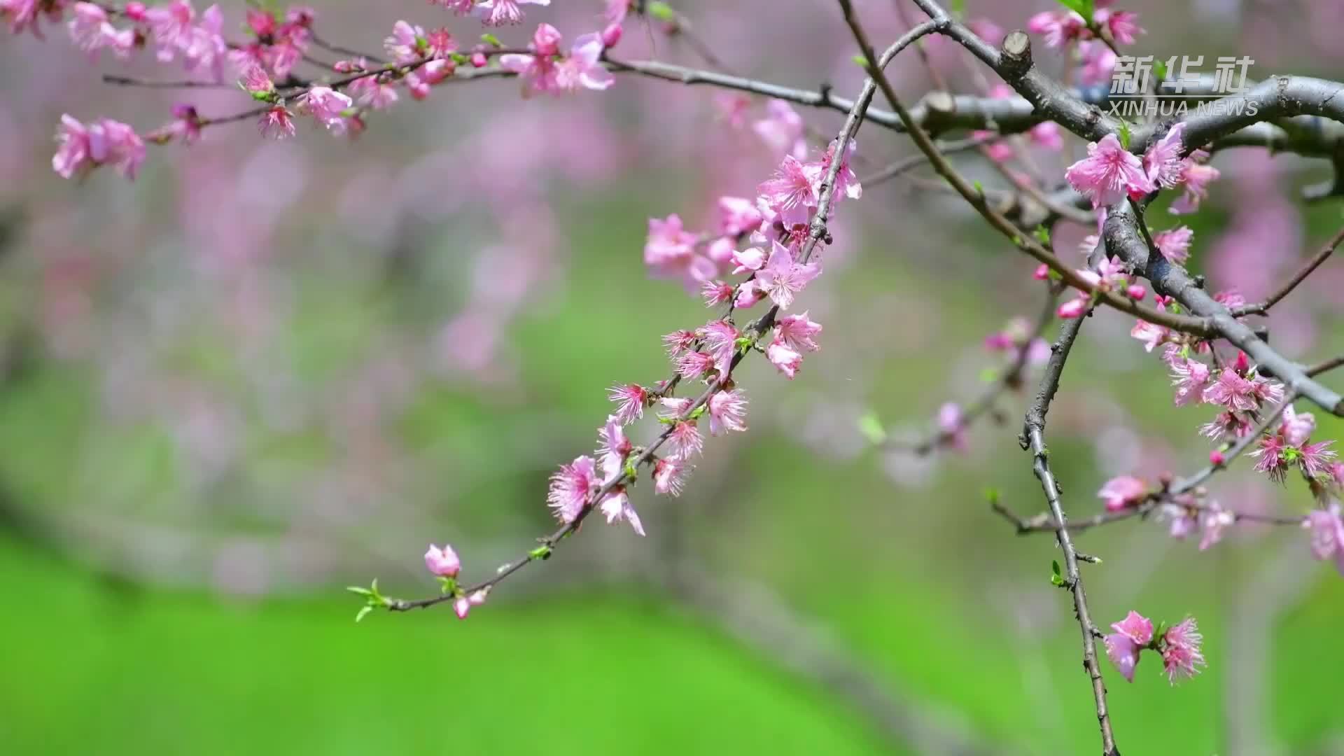 南岳春假 家长带孩子“上春山”