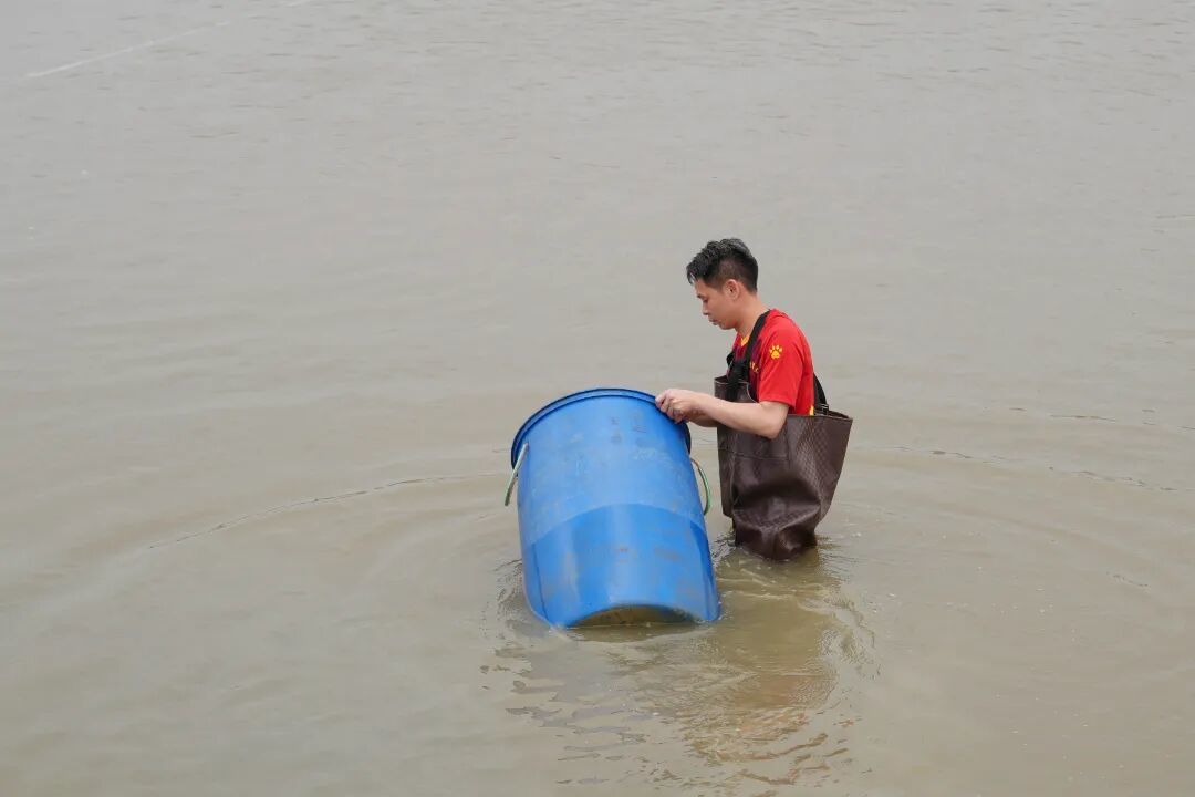 图：范湖合创捷泰国笋壳鱼苗基地的工作人员正在将车上的笋壳鱼苗搬运并投放至鱼塘内