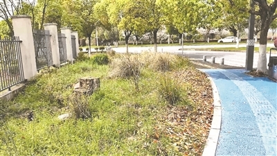 部分单位建筑围墙与人行步道之间,杂草从墙根一路蔓延到人行道边缘,塑料袋、饮料瓶等生活垃圾藏在草丛中。