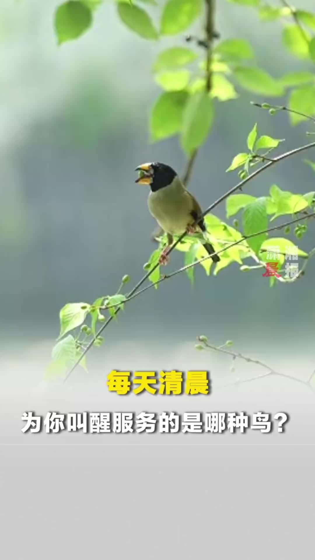 每天清晨，为你叫醒服务的是哪种鸟呢？