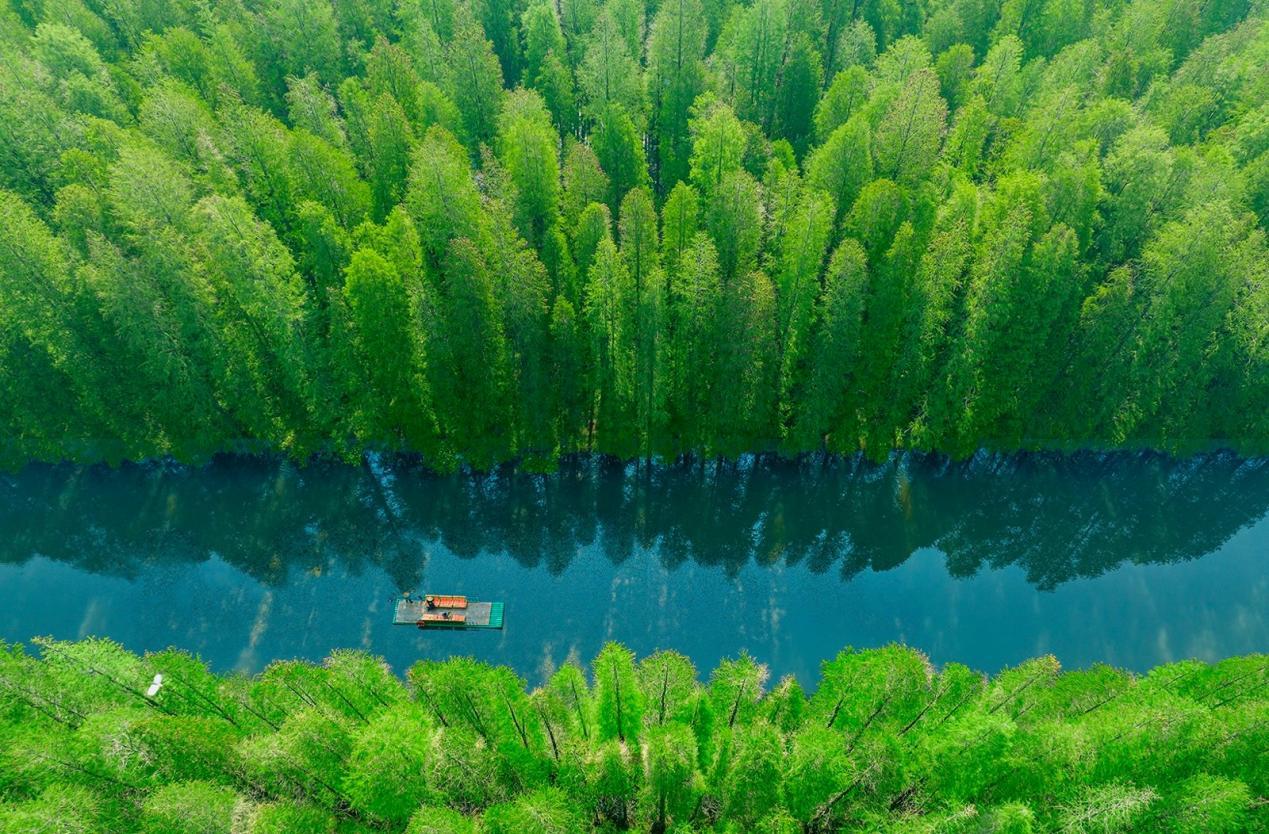 金湖水上森林。