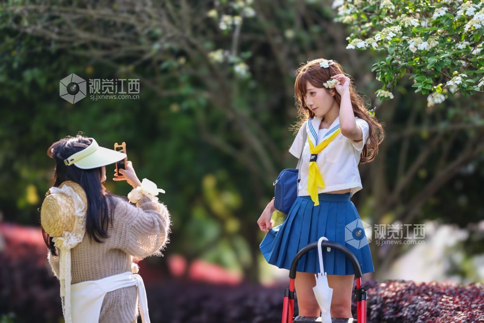 2026年4月5日，江西省吉安市生态公园一大片木绣球映入眼眶，它们一团团、一簇簇地绽放，宛如冰淇淋种在了枝头。