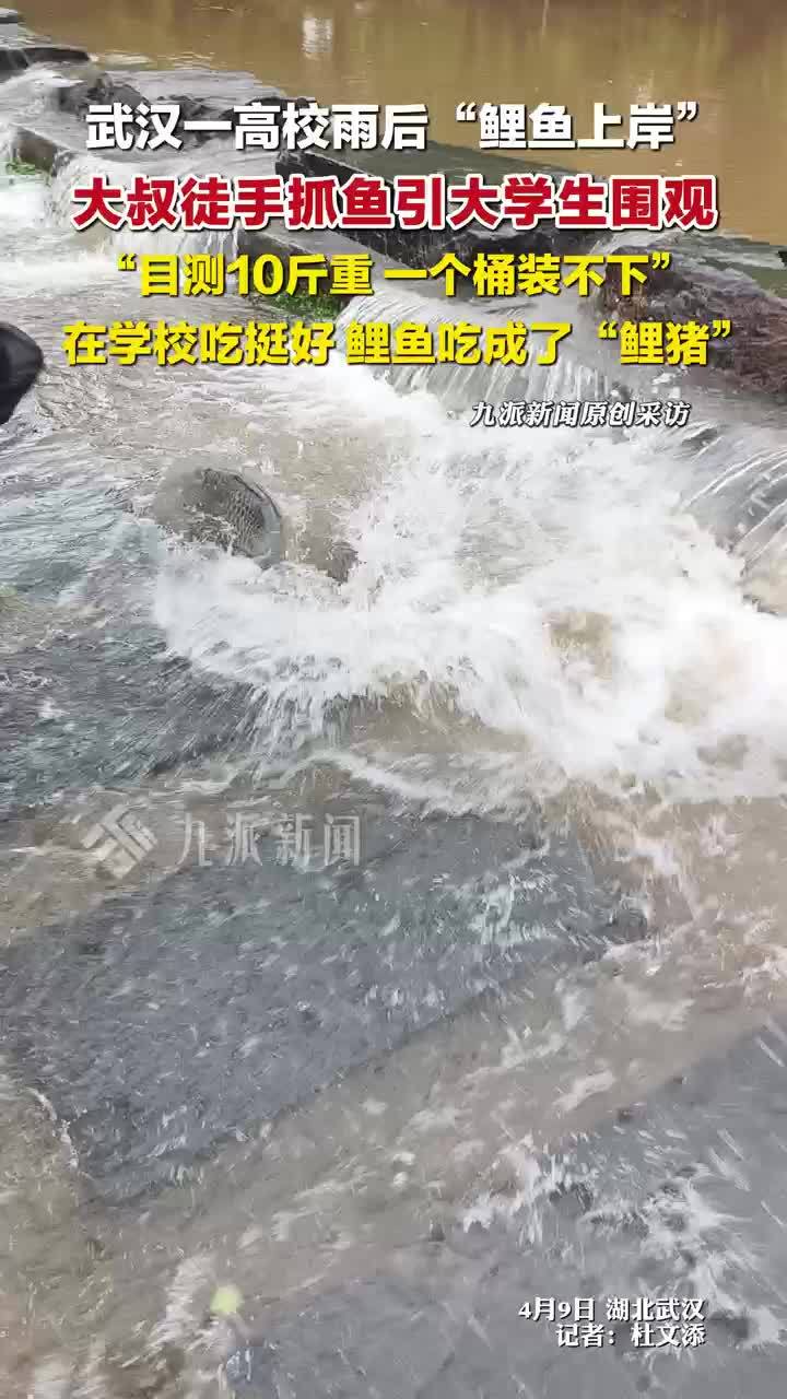 武汉一高校雨后鲤鱼上岸，大叔徒手抓鱼引学生围观：鲤鱼吃成鲤猪