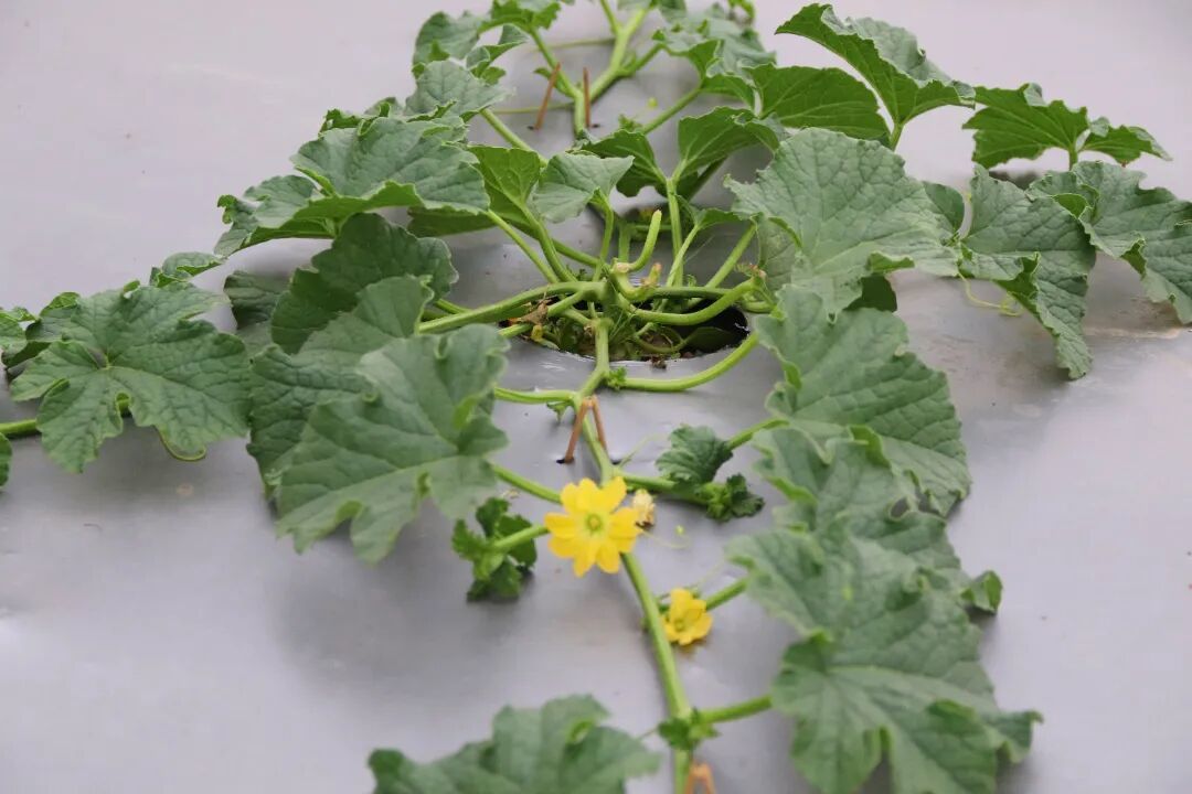 图：乐平镇黄塘片区雪梨瓜种植基地