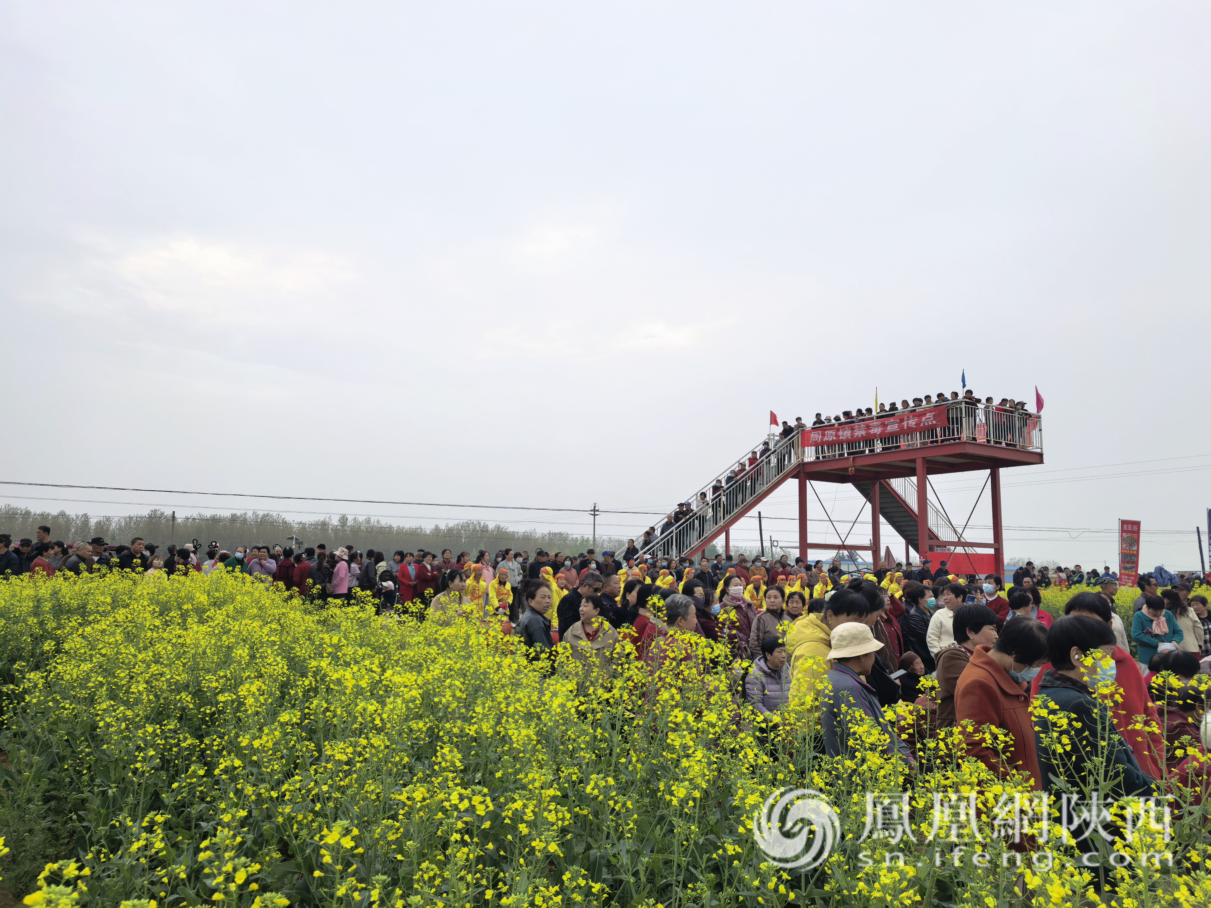 陳倉區(qū)周原鎮(zhèn)2026年油菜花賞花活動啟動儀式成功舉行