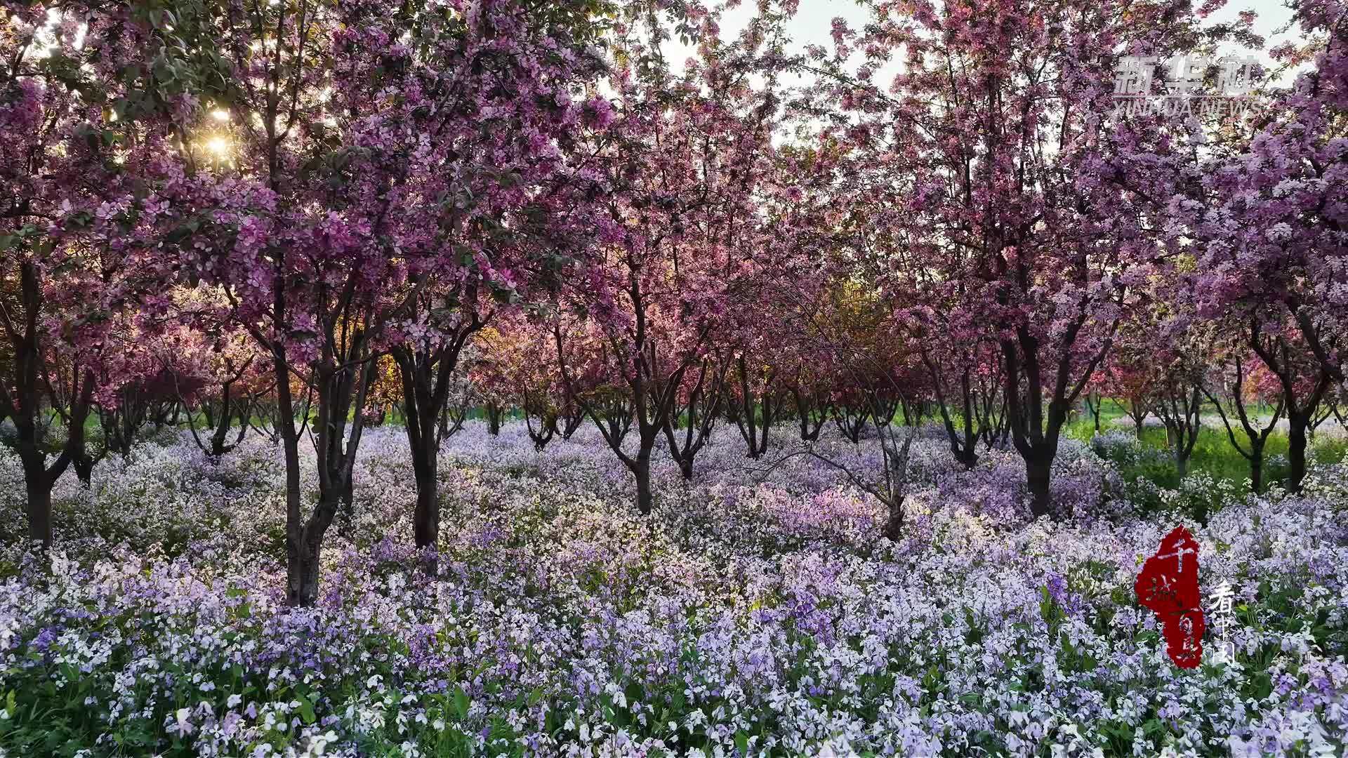 千城百县看中国·赏花季｜河北大名：繁花似锦 绘就春日生态画卷