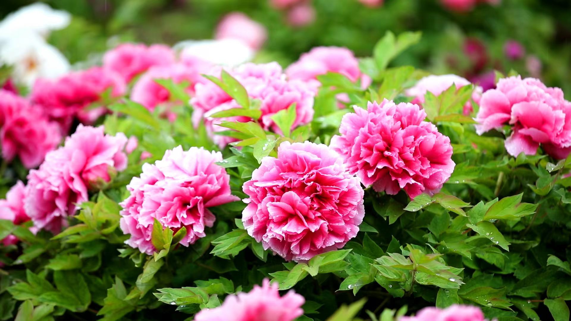 图片来源：网信菏泽