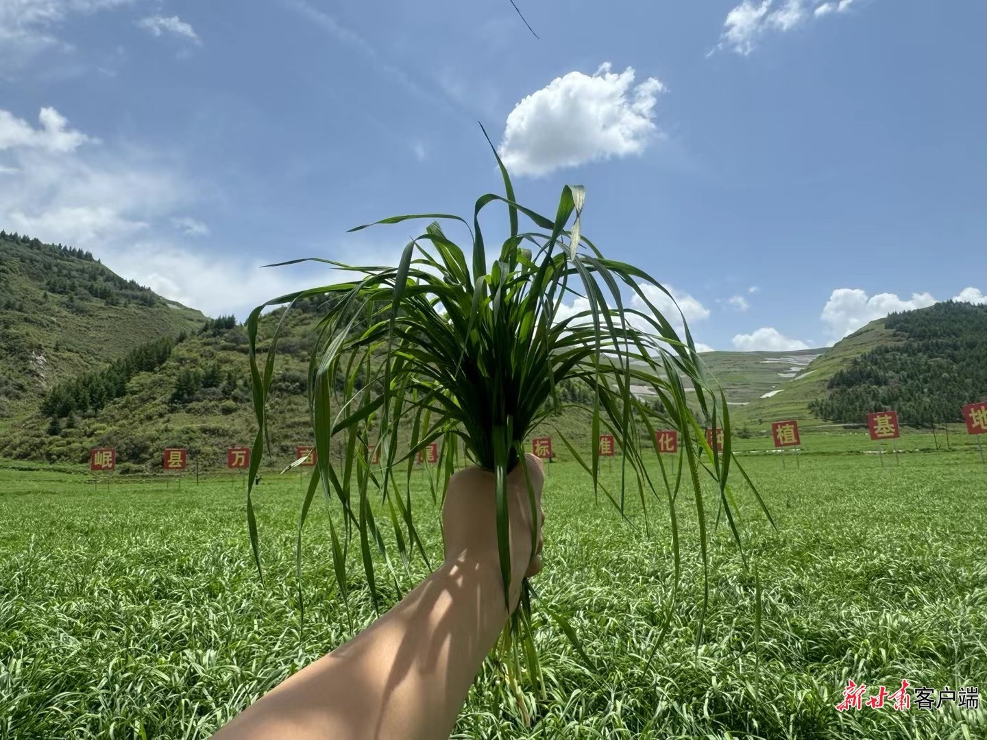 夏日里岷县万亩猫尾草标准化种植基地