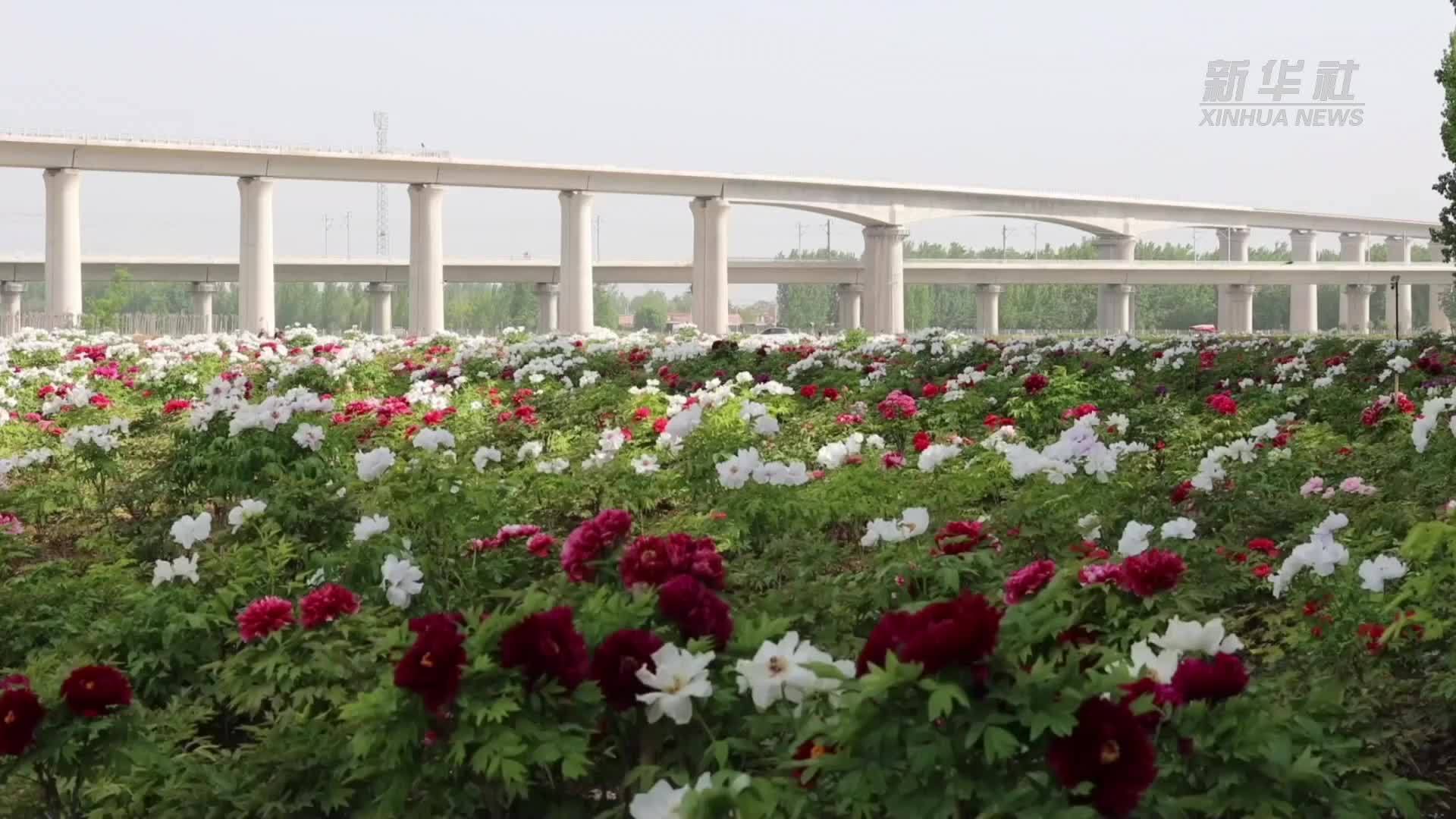 “牡丹号”赏花列车开行 助力菏泽牡丹文旅盛会