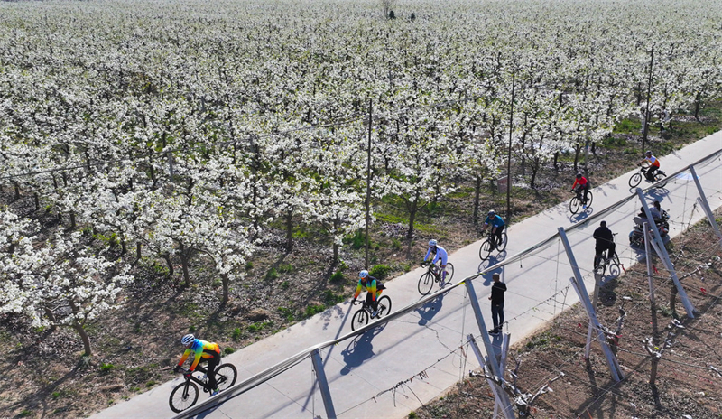 4月4日，自行车爱好者在威县梨产业路上骑行健身。