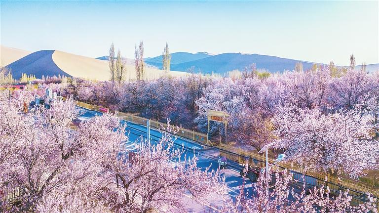 鸣沙山下的粉色花海　王斌银