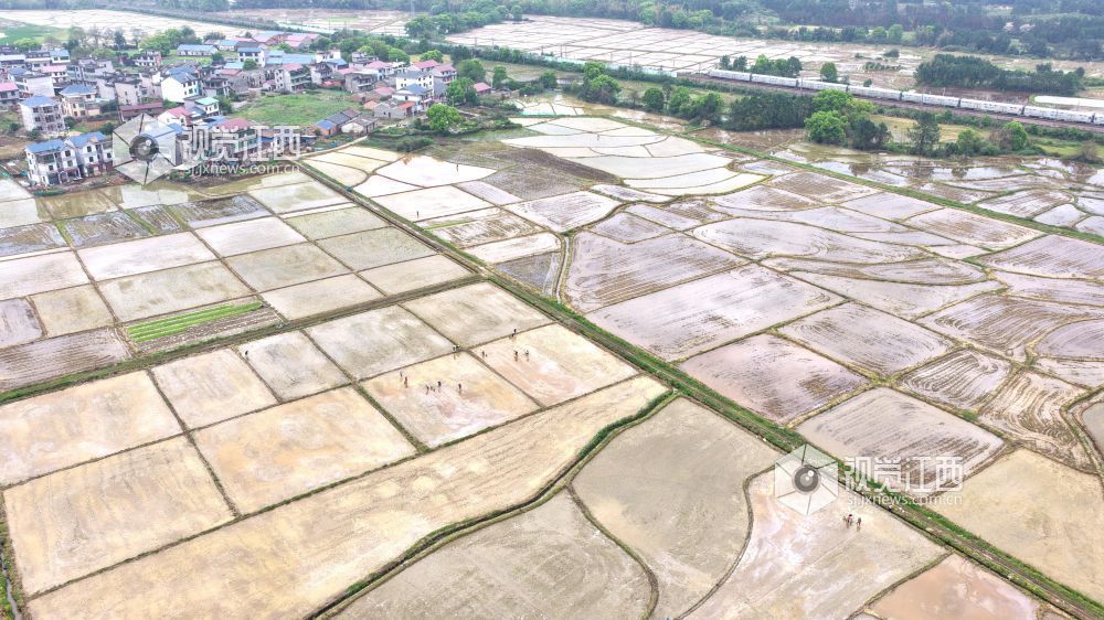 2026年4月8日，江西省吉安市峡江县水边镇义桥村高标准农田，村民在忙着栽插早稻秧苗。