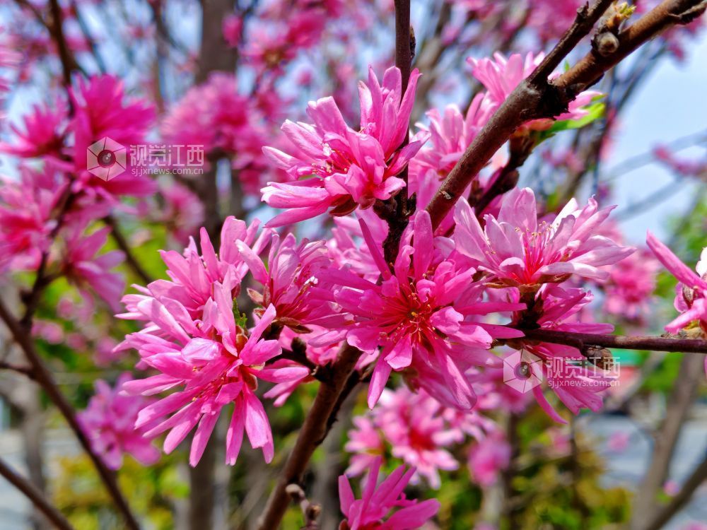 江西分宜：菊花桃盛开 添彩暮春光（图）