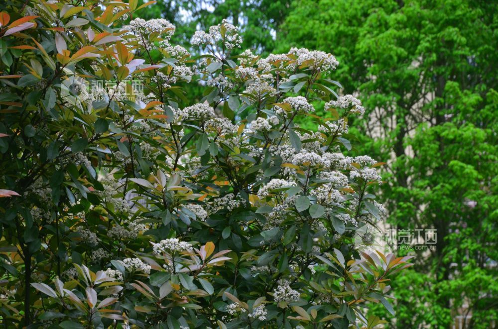 4月10日，在江西省吉安市永新县沿江路，缀满枝头的石楠花花团锦簇。