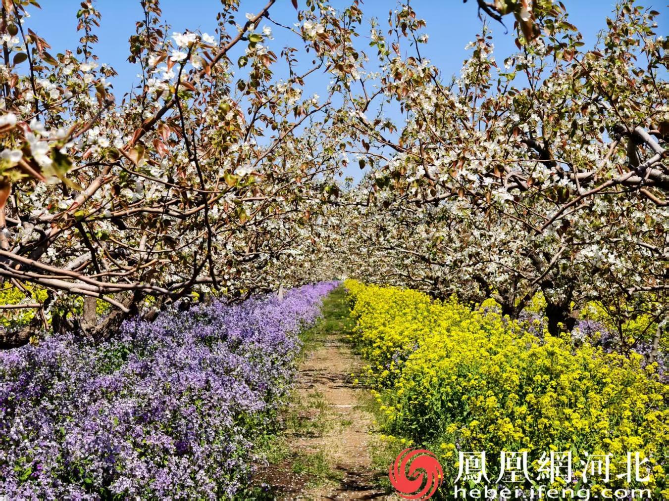 周家庄农业特色观光园梨园花开成海,氛围感拉满 摄 安博宇