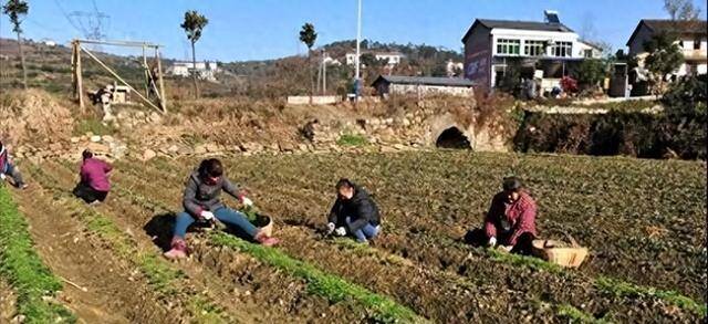 承包制要取消？ 寰球100多地已试点，2026地盘新政给农民吃定心丸