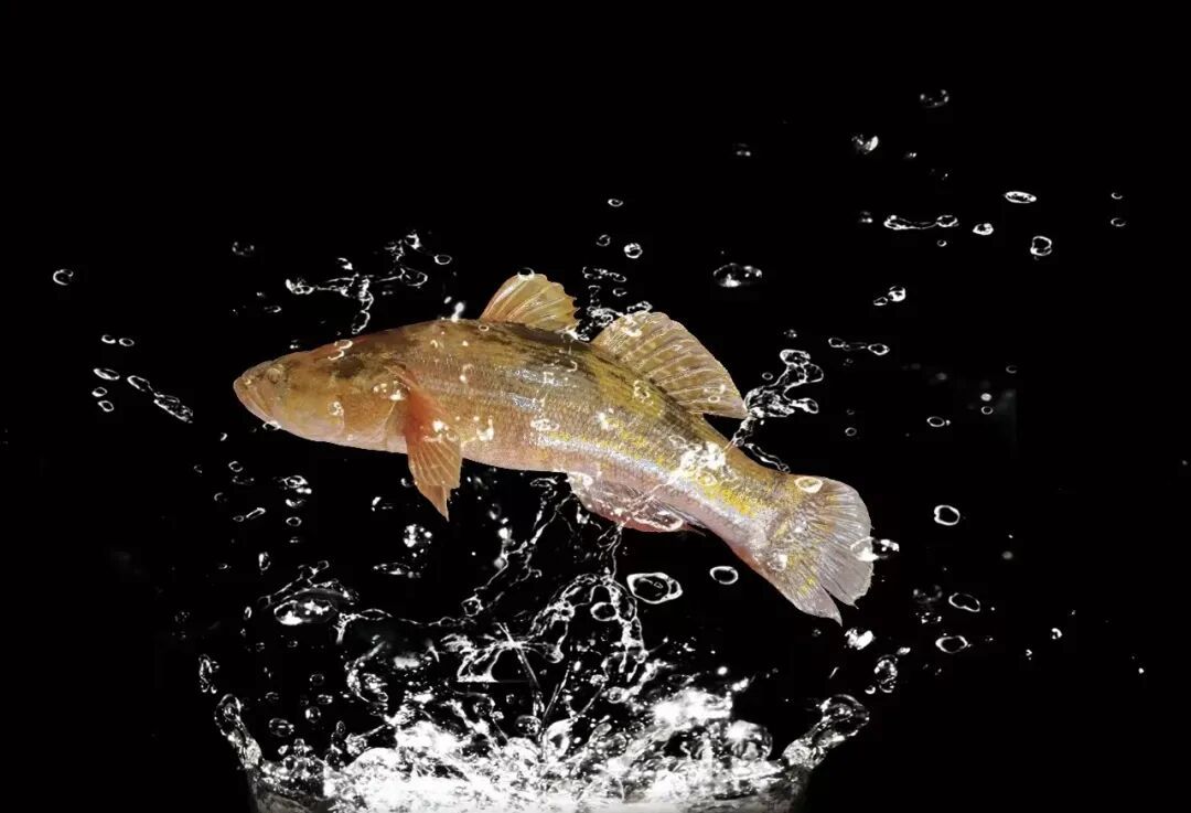 图：作为高附加值鱼，笋壳鱼肉厚刺少，鱼肉细嫩，味道鲜美，深受消费者喜爱