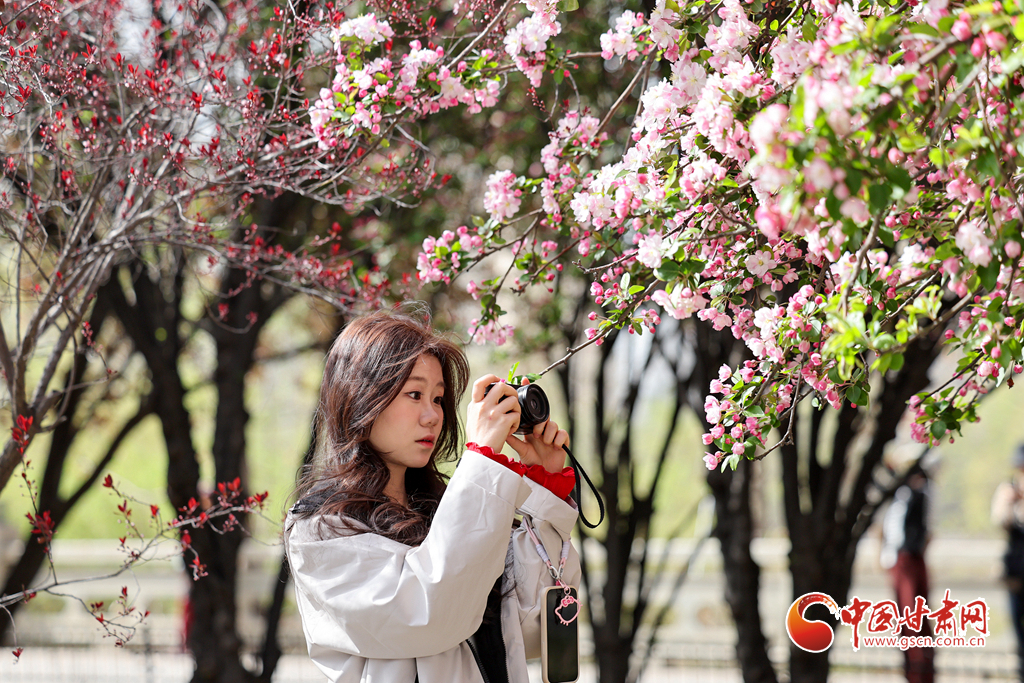 4月5日，人们在兰州市城关区北滨河路赏花拍照。