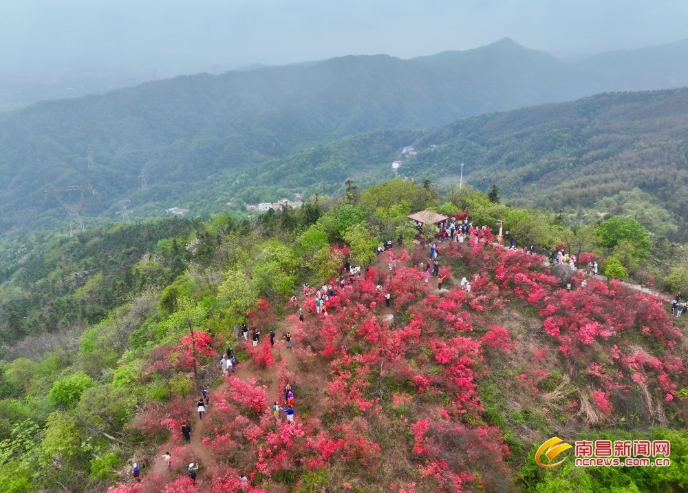 南昌：万株映山红 盛放迎客来（图）