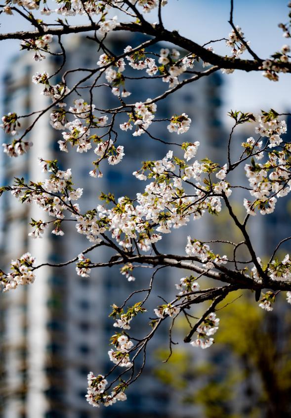 楼宇间，白樱枝桠斜伸，簇簇小花缀满细枝。刘晶 摄