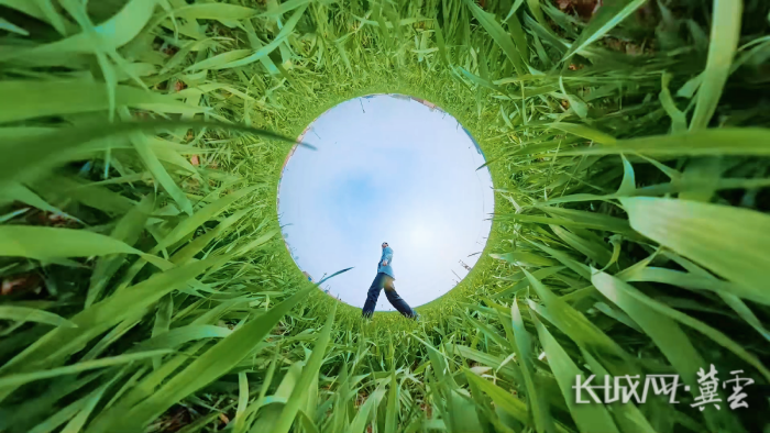 藁城小麦春管4(1)(1)