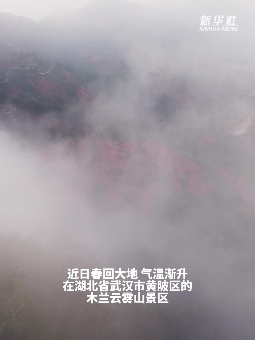 秀我中国｜春回云雾山 杜鹃雨后开