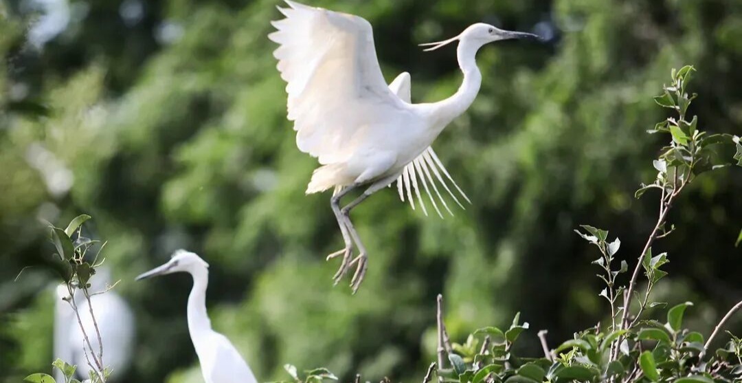 2500公里！它的回家路，首次被记录→ 