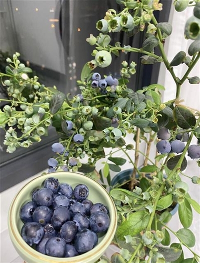 蓝莓结出满盆果实
