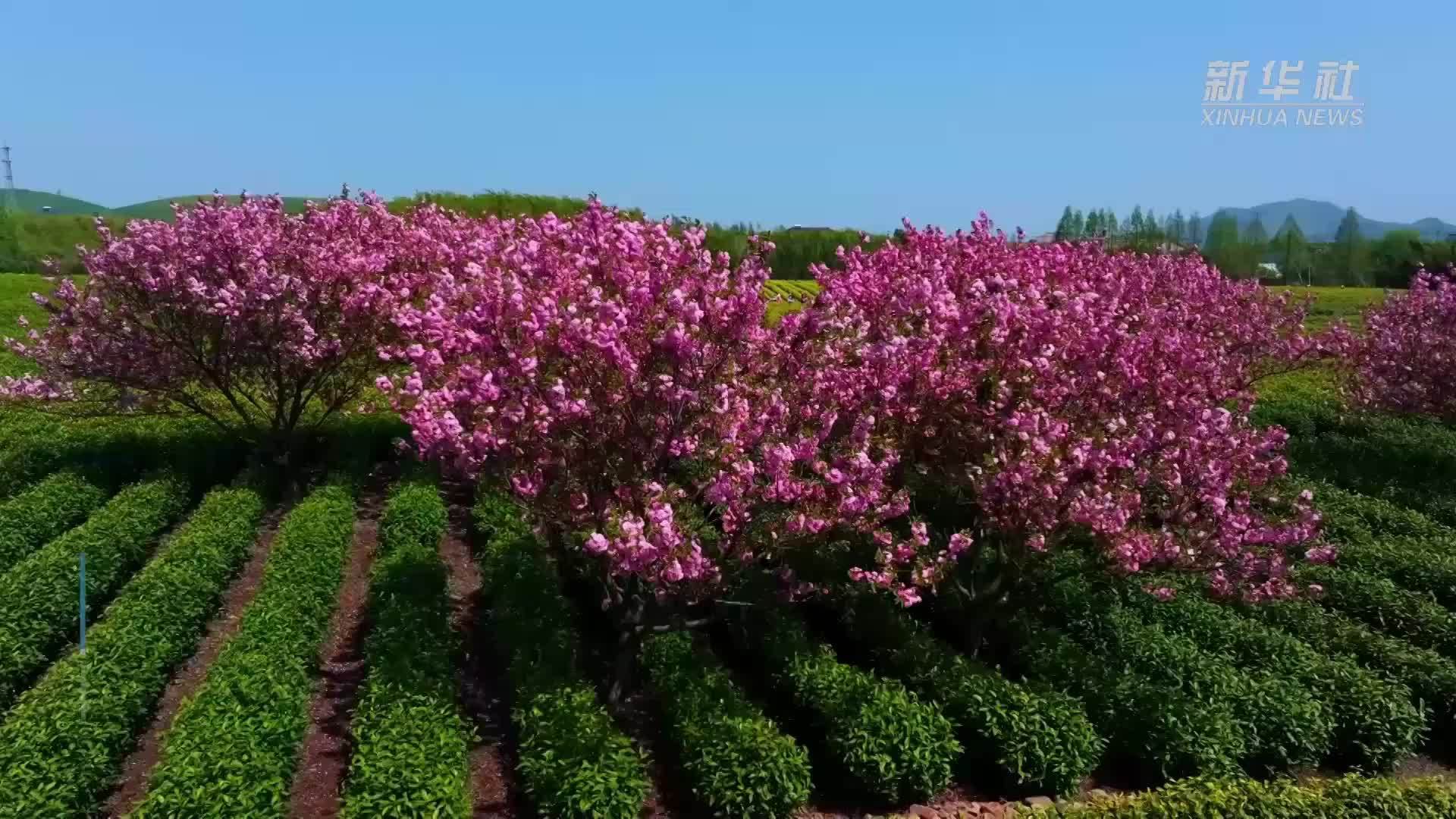 樱红茶绿 浙江长兴迎来最美采茶季