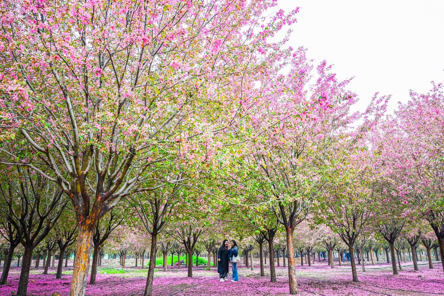 邯郸市峰峰矿区：海棠花开醉游人