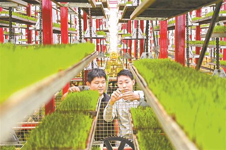 3月25日，赣州市南康区横市镇农事综合服务中心智慧育秧工厂内，青年“新农人”正在观察立体循环式育秧架上的秧苗培育情况。特约通讯员 朱海鹏摄