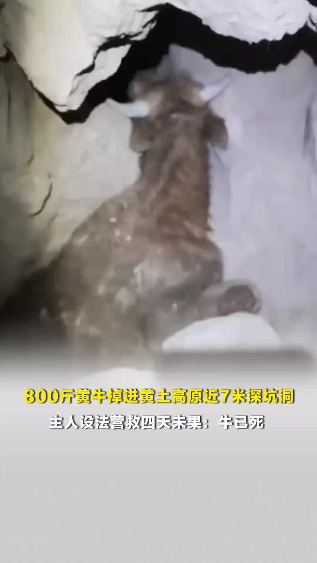 800斤黄牛掉进黄土高原近7米深坑洞，主人设法营救四天未果：牛已死