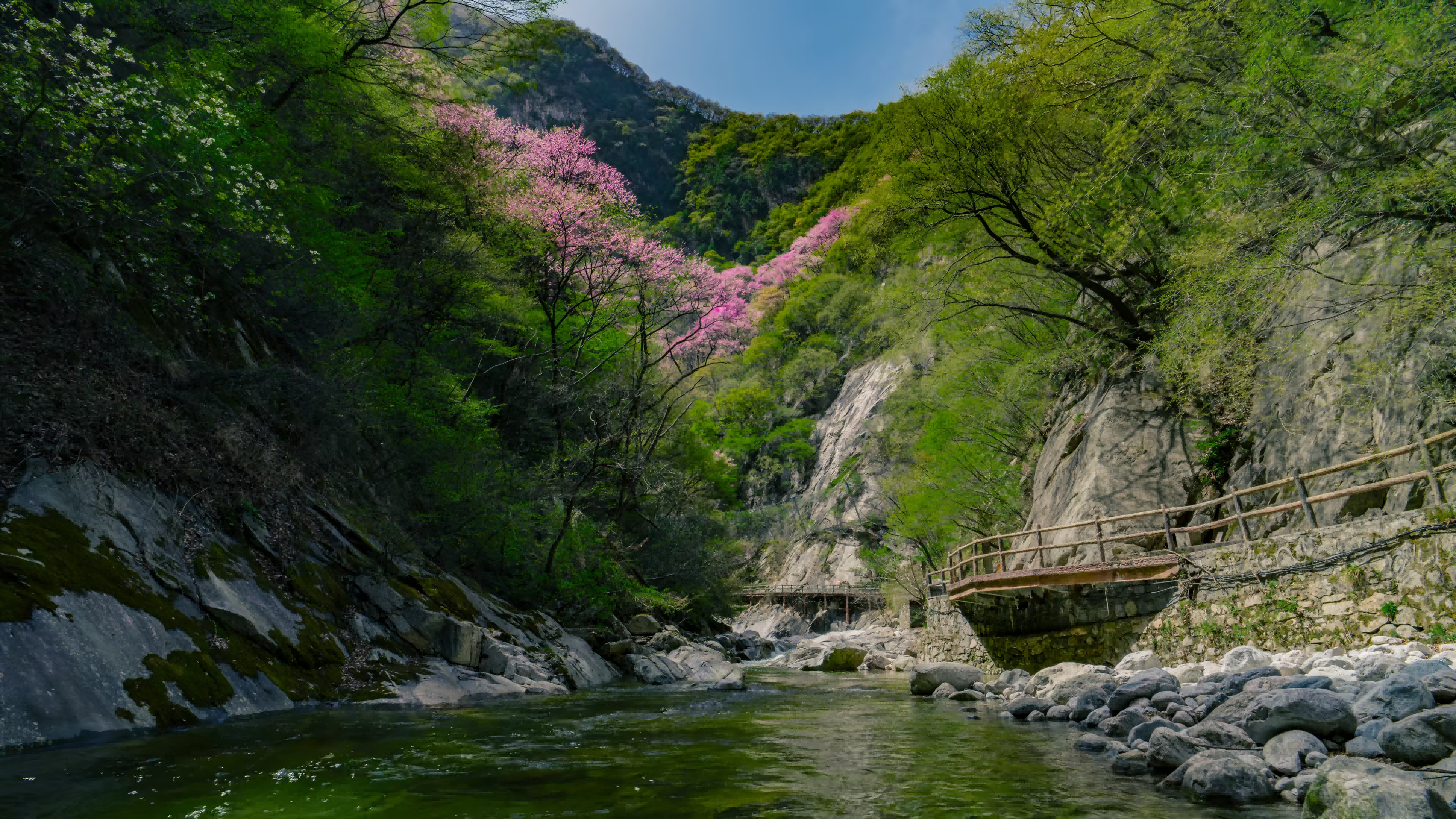 万亩紫韵赴春日之约 西安秦岭生态旅游季暨太平紫荆花季盛大启幕!