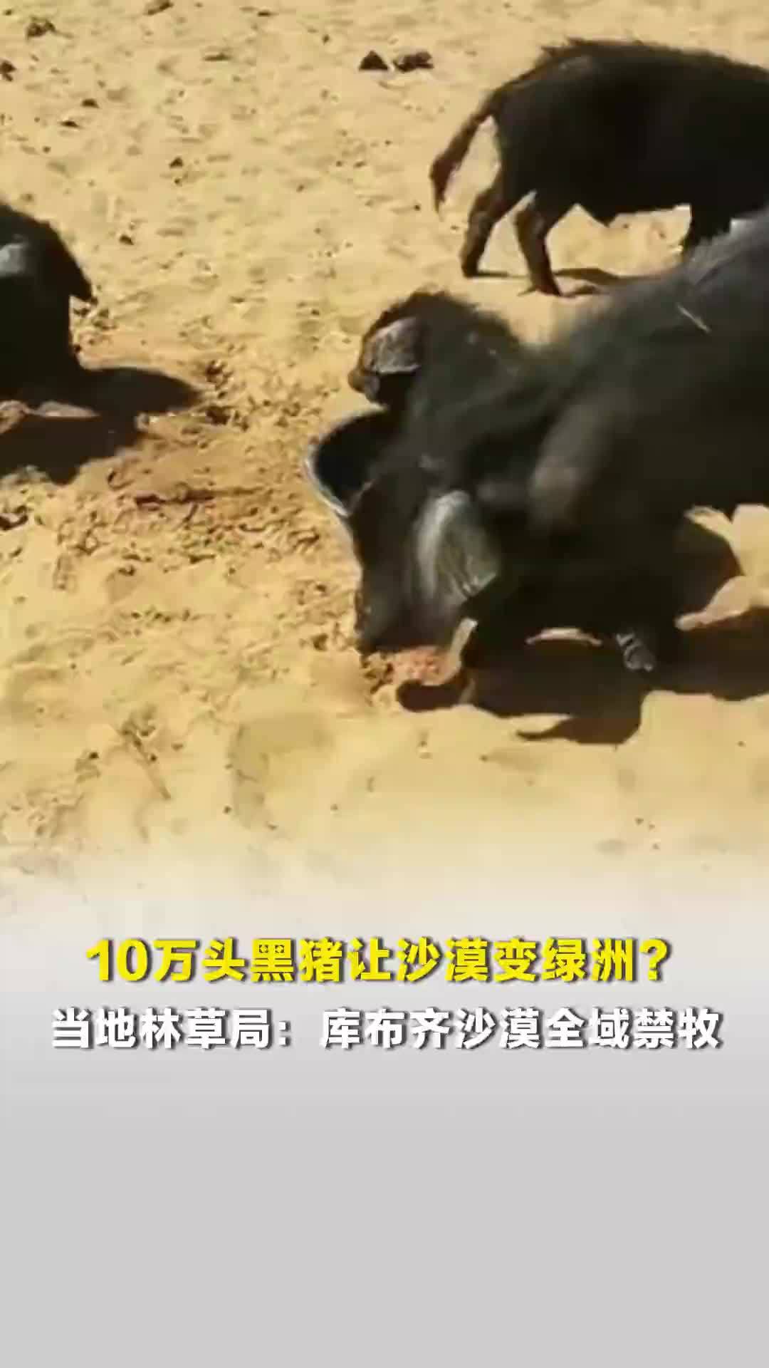 10万头黑猪让沙漠变绿洲？当地林草局：库布齐沙漠全域禁牧，没听说用猪治沙