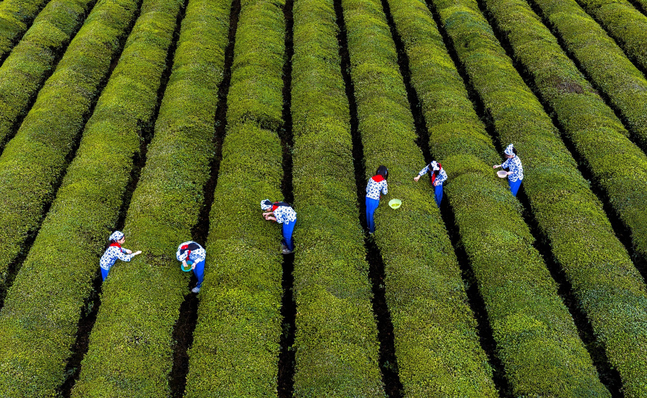 从茶园到课堂，新余小学生变身“小茶农”体验采茶乐趣