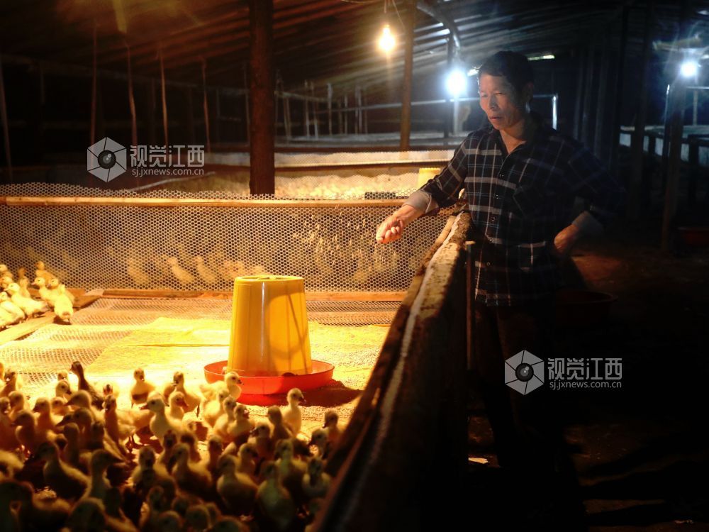 江西分宜：林下养鸭铺就生态致富路（图）