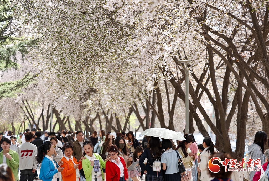 4月5日，人们在兰州市城关区读者大道游览赏花。